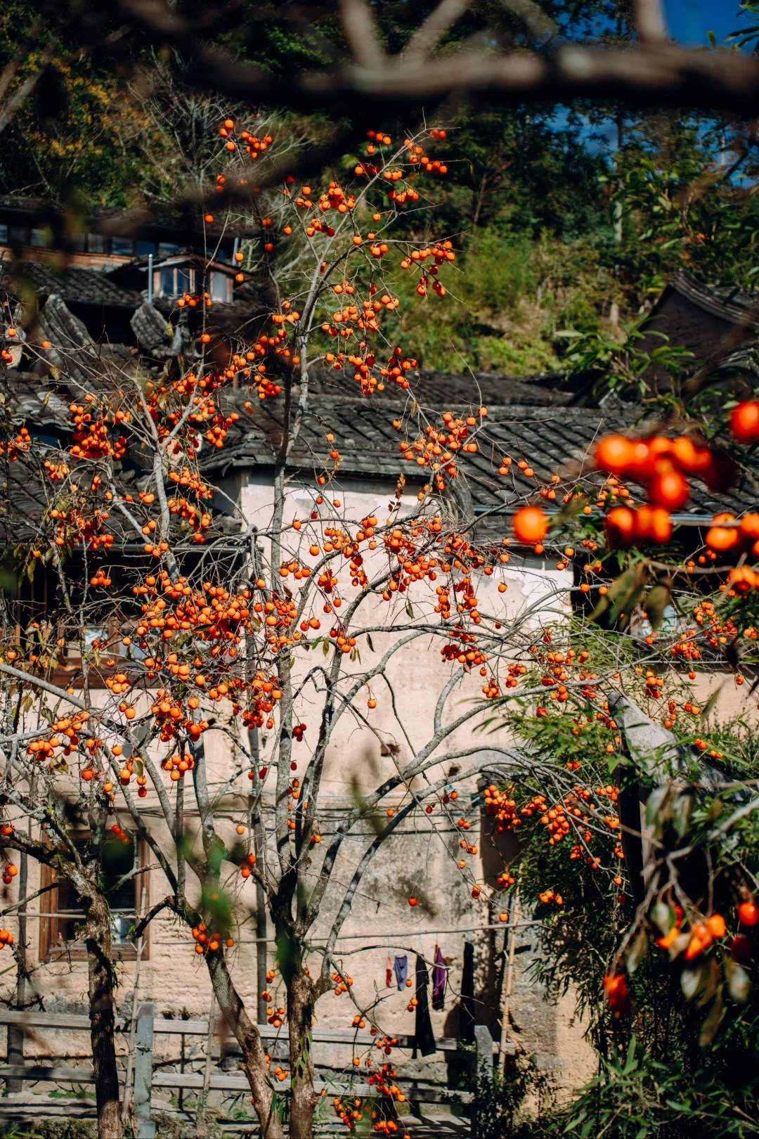 “接下来的屏南,堪称福建中式秋景天花板”