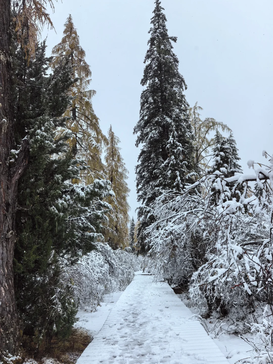 十月底都给我冲四姑娘山!