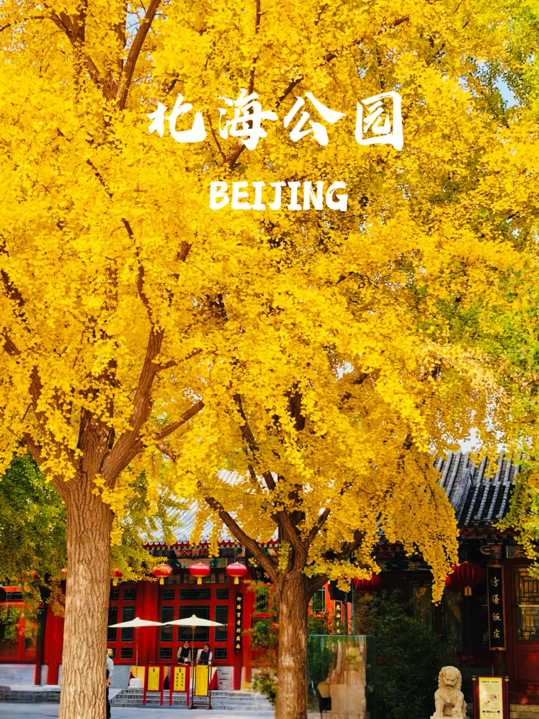 下个月的北京，要美爆了！