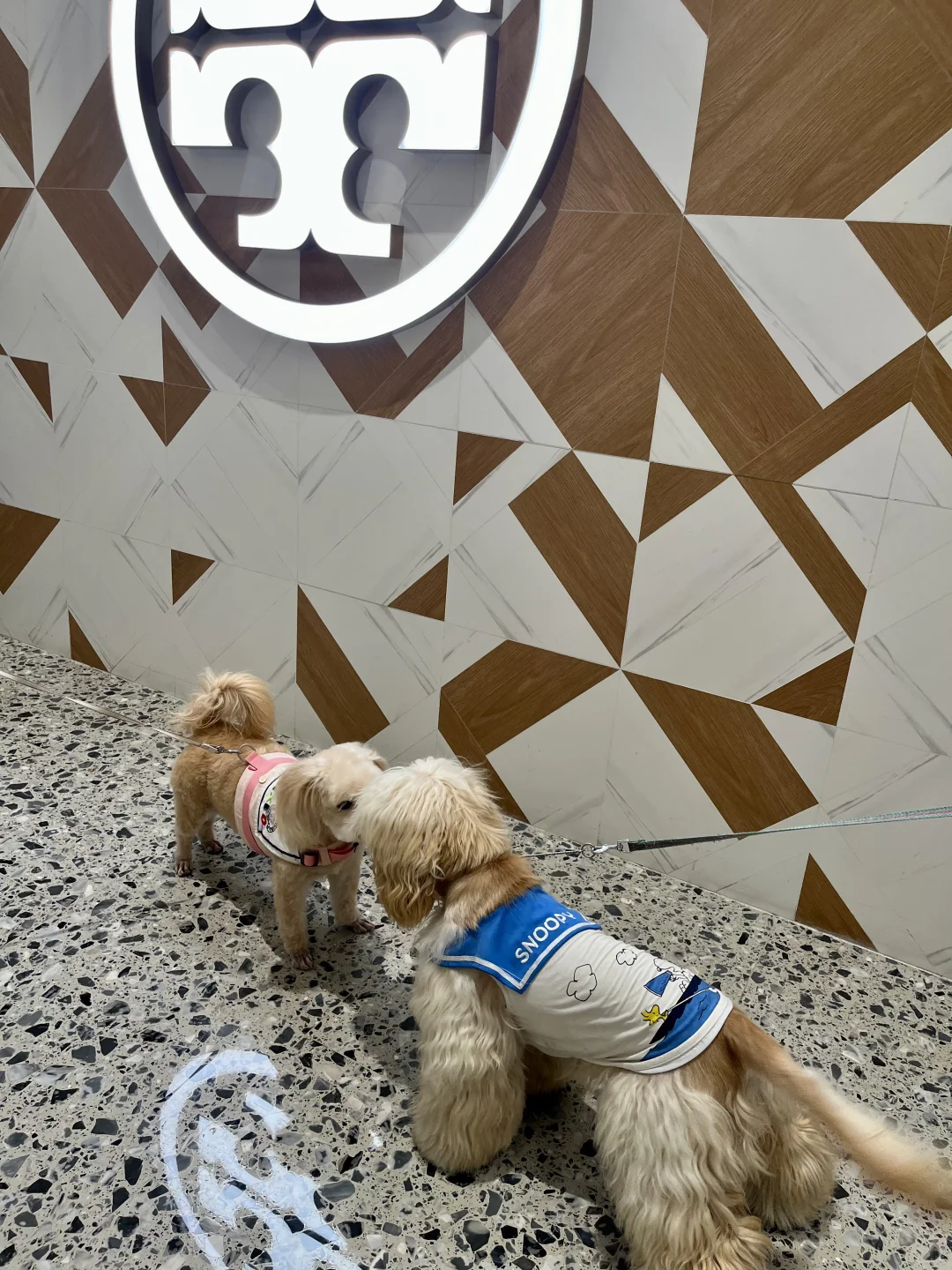 邯郸自驾👉济南｜两天一晚遛娃遛狗vlog