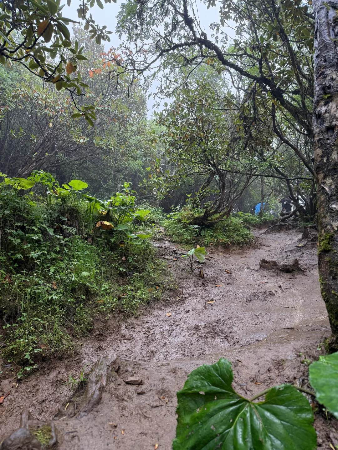 九顶山2天1夜！人均300+玩转云海花海！