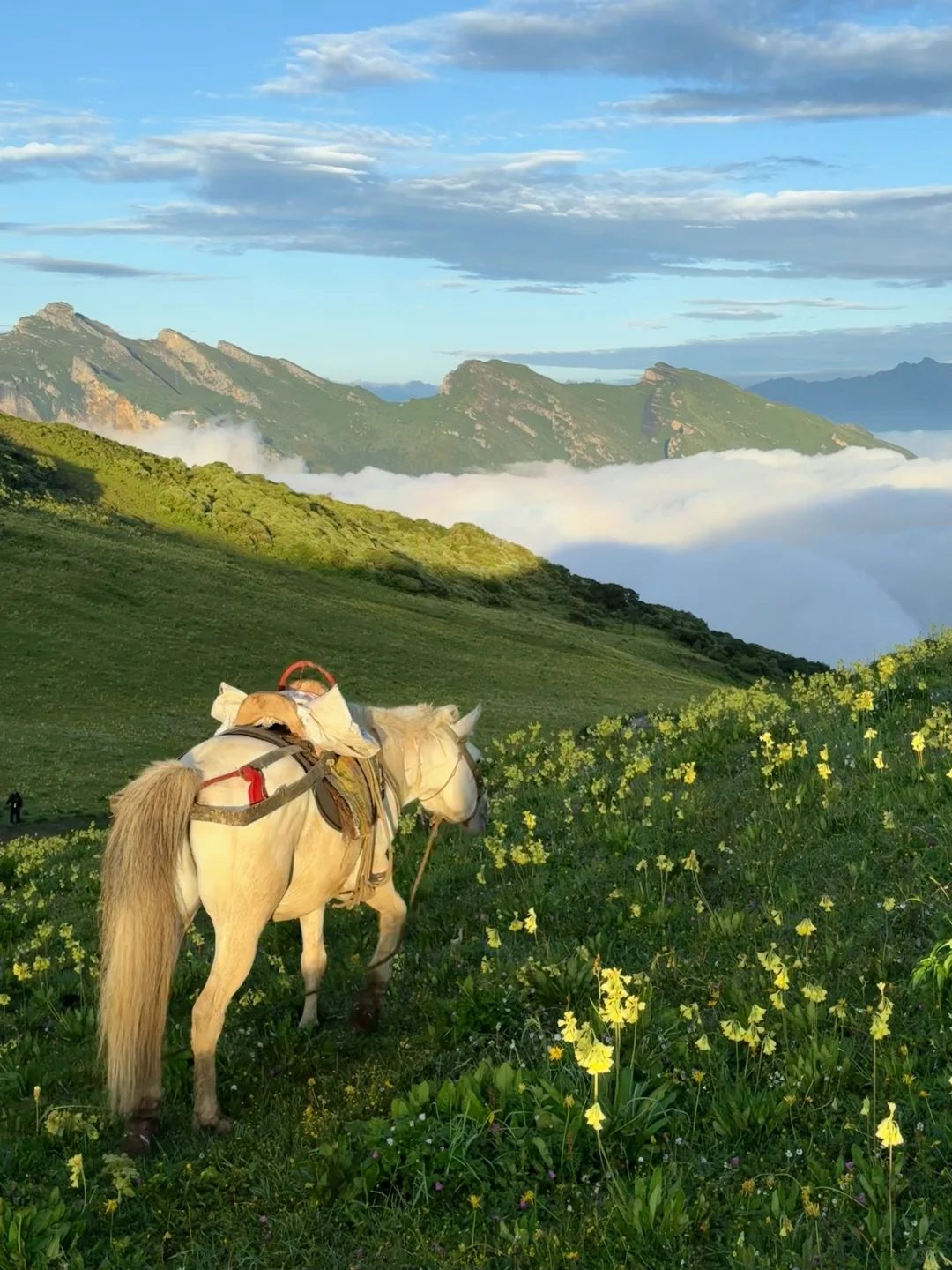 九顶山2天1夜！人均300+玩转云海花海！