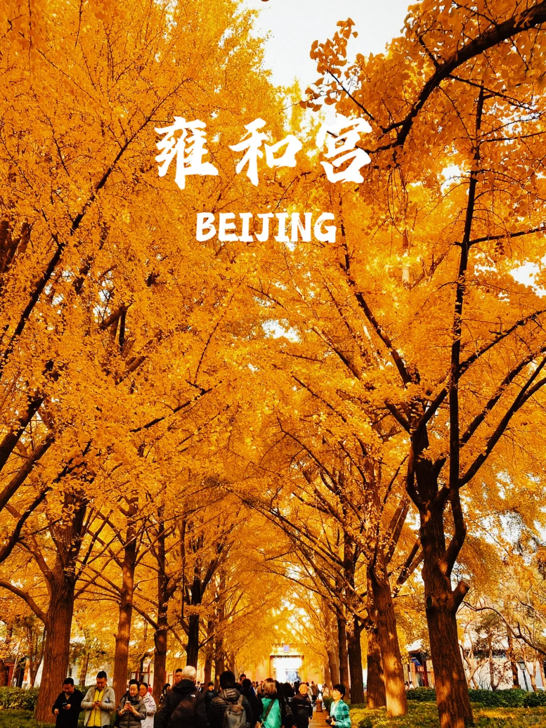 下个月的北京，要美爆了！