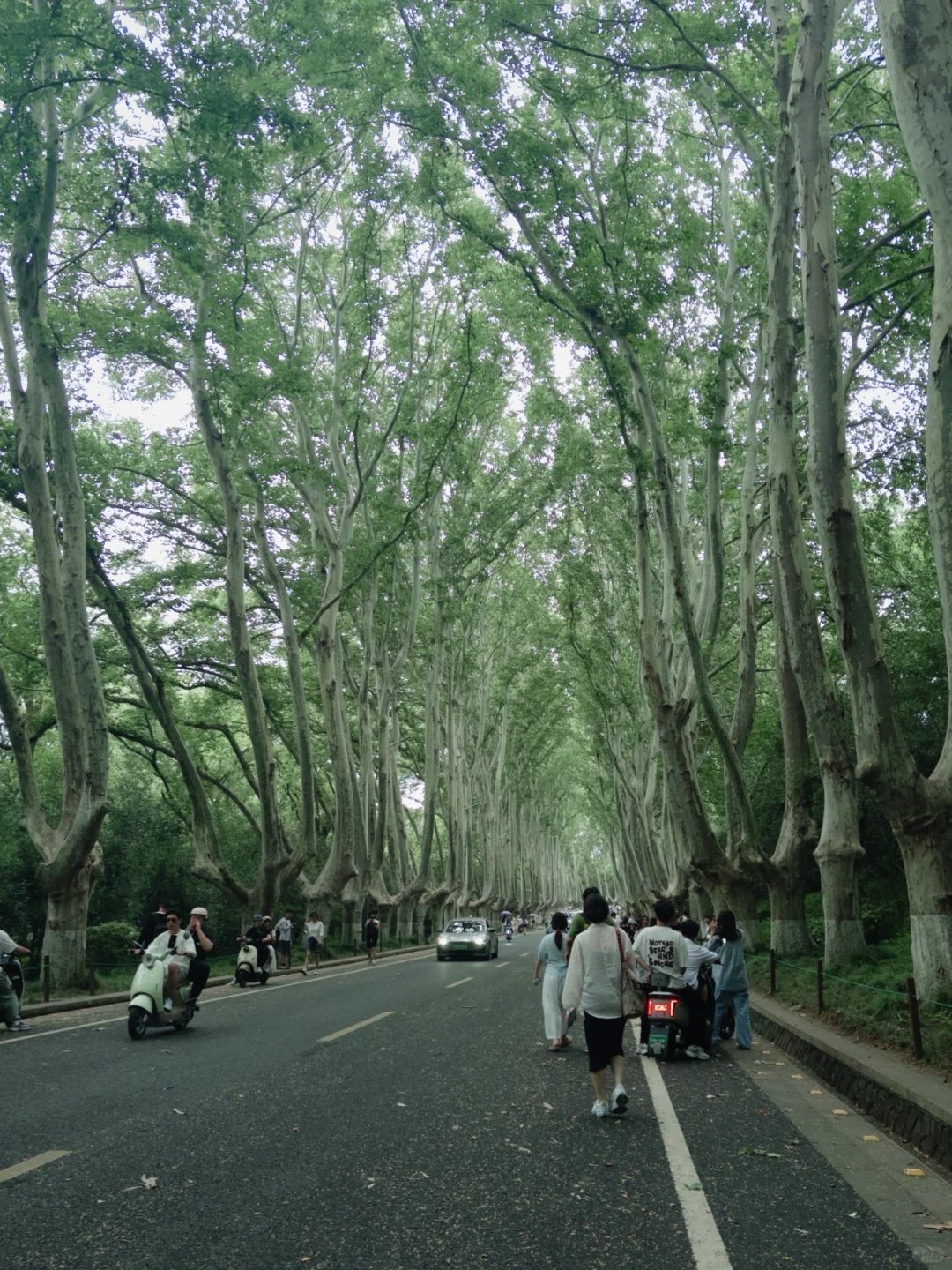 南京｜𝐂𝐢𝐭𝐲 𝐖𝐚𝐥𝐤🚶‍♀️