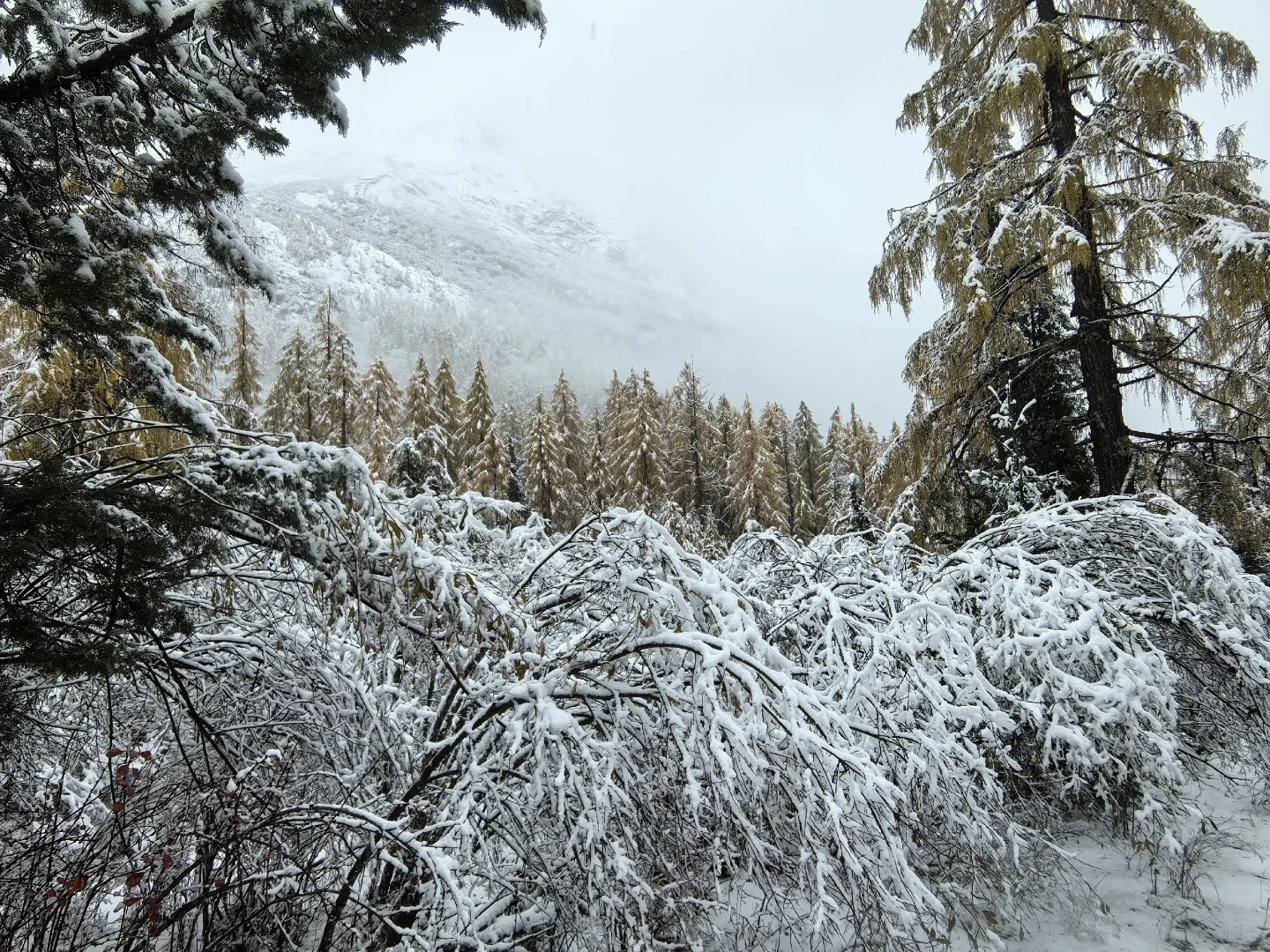十月底都给我冲四姑娘山!