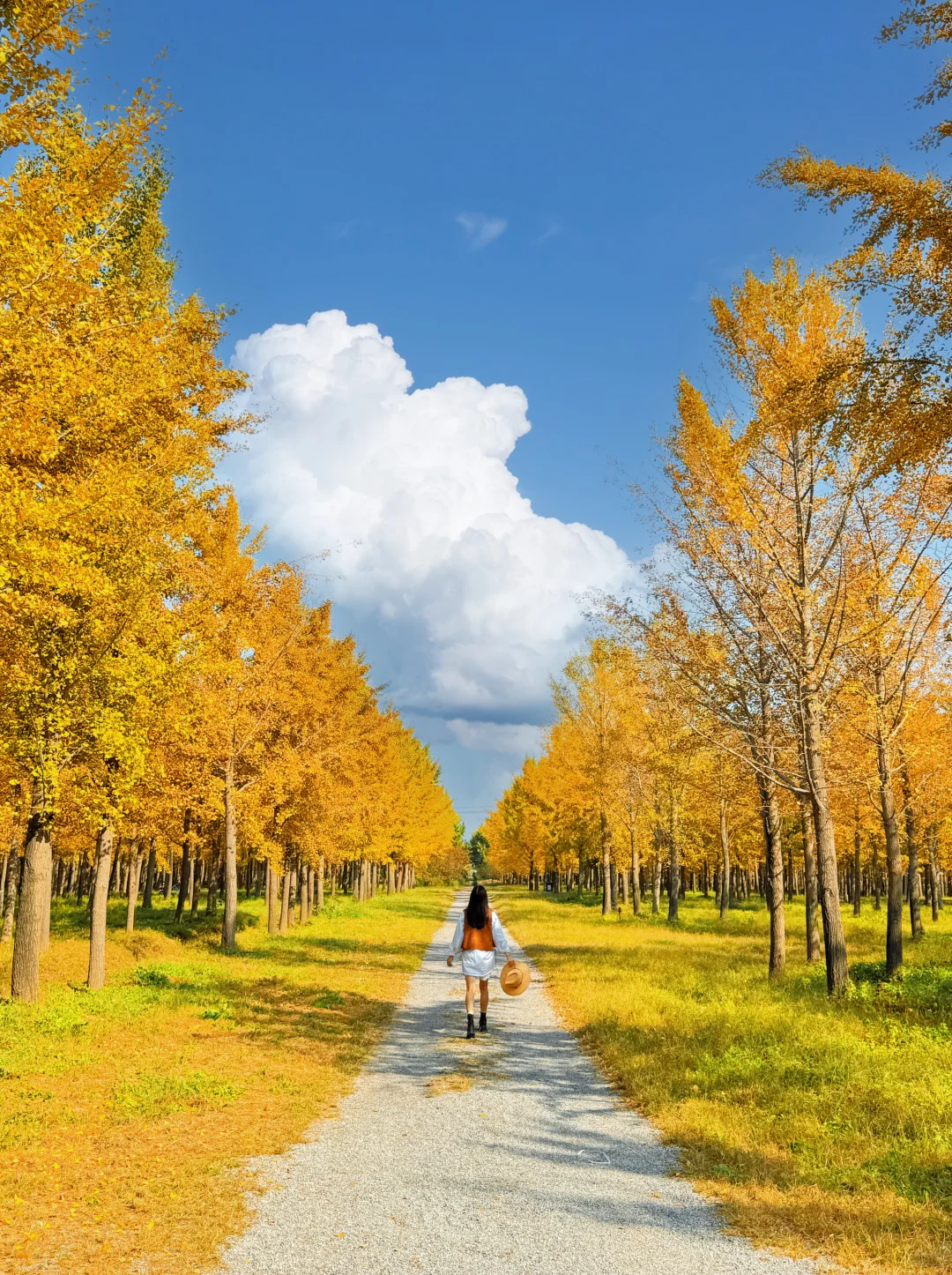 9.25实况❗️北京40分钟直达超美银杏林，人少！