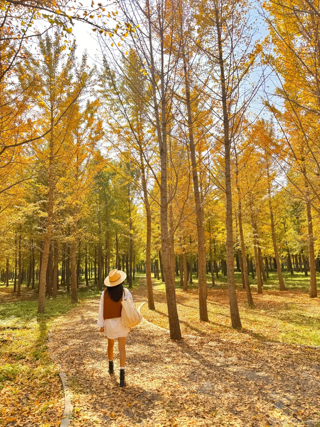 9.25实况❗️北京40分钟直达超美银杏林，人少！