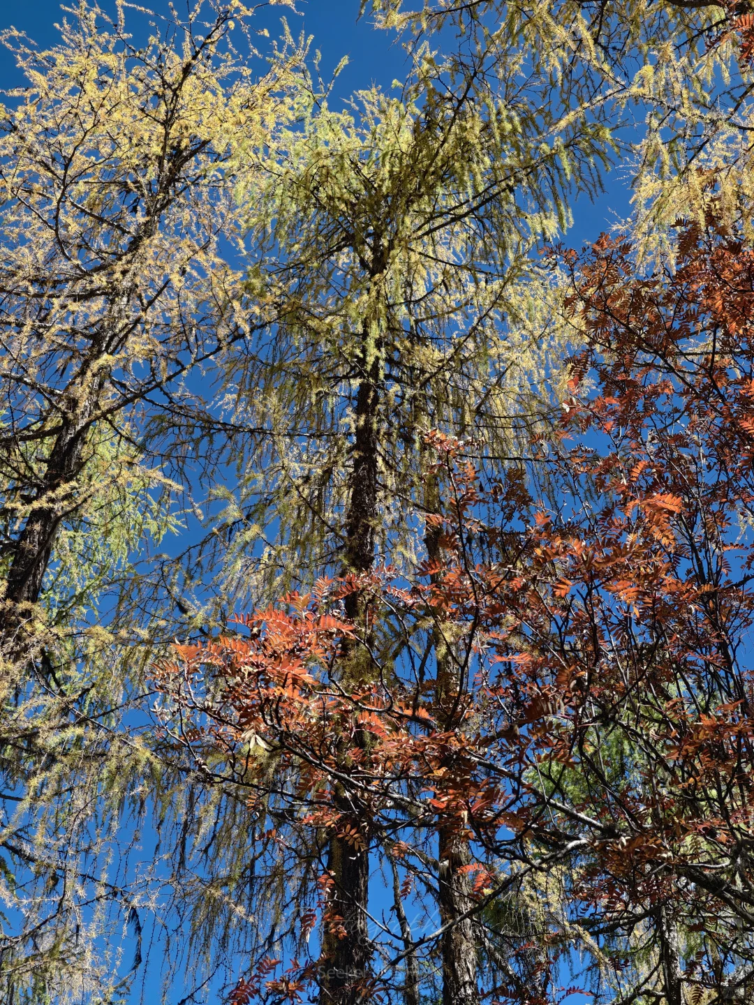 行走的金秋诗篇 3日党岭三湖徒步，邂逅秋色