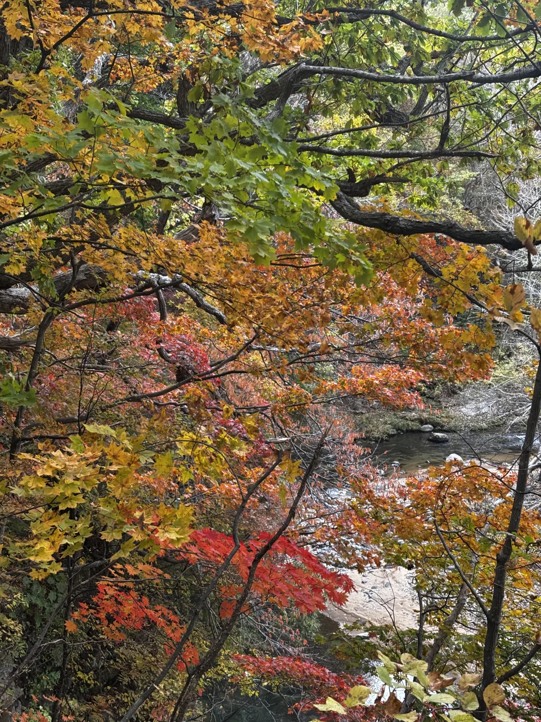 10.16日札幌周边带队赏枫！打卡超小众路线