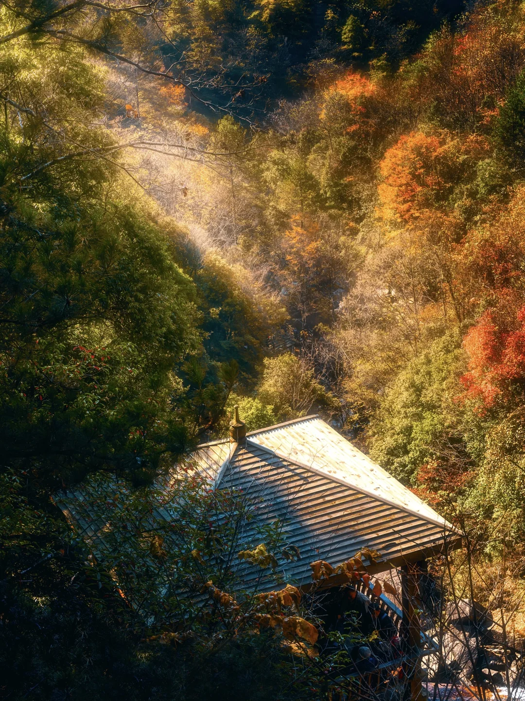国内赏秋全攻略🍂胜地盘点（上）‼️