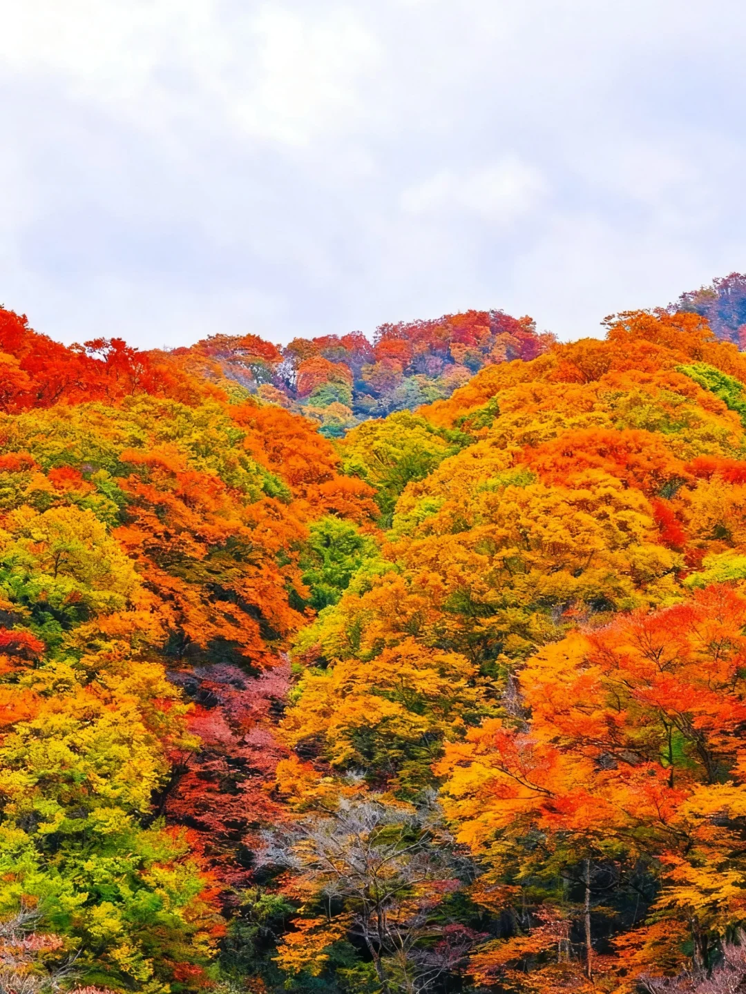 光雾山导览图｜按这个路线走，一天玩遍精华