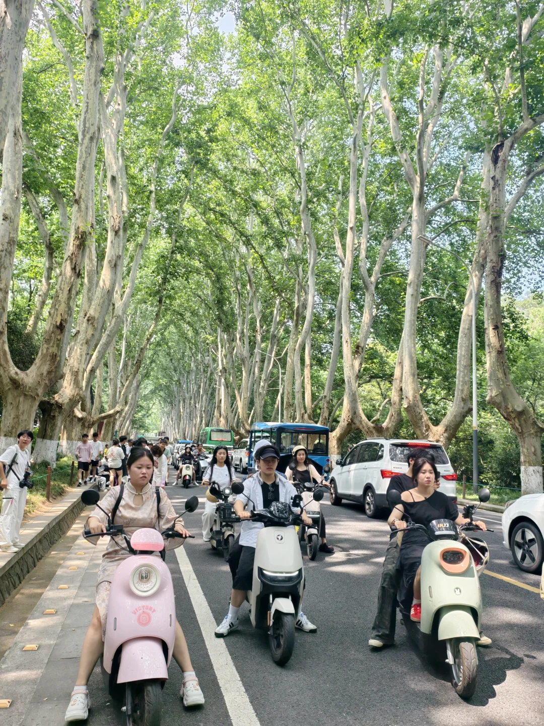 钟山风景区已回,真心建议骑车的听劝!