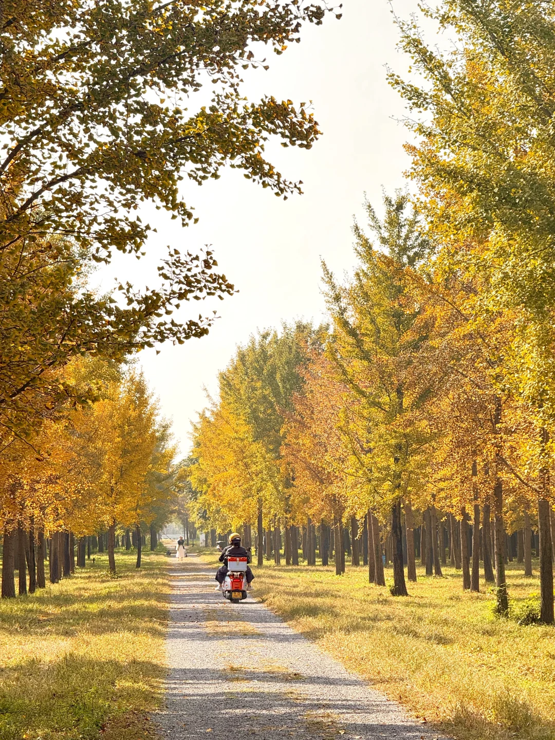 9.25实况❗️北京40分钟直达超美银杏林，人少！
