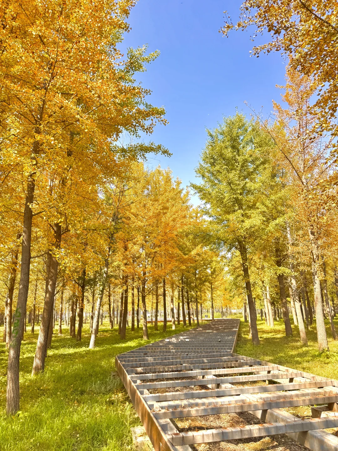 9.25实况❗️北京40分钟直达超美银杏林，人少！