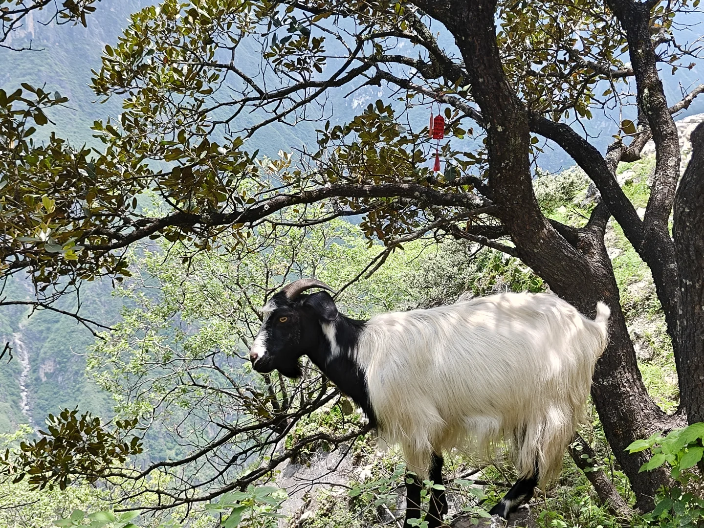 虎跳峡小白体验徒步一日游记录（大巴版）