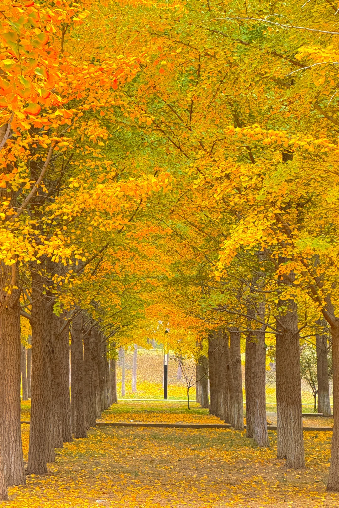 9.25实况❗️北京40分钟直达超美银杏林，人少！