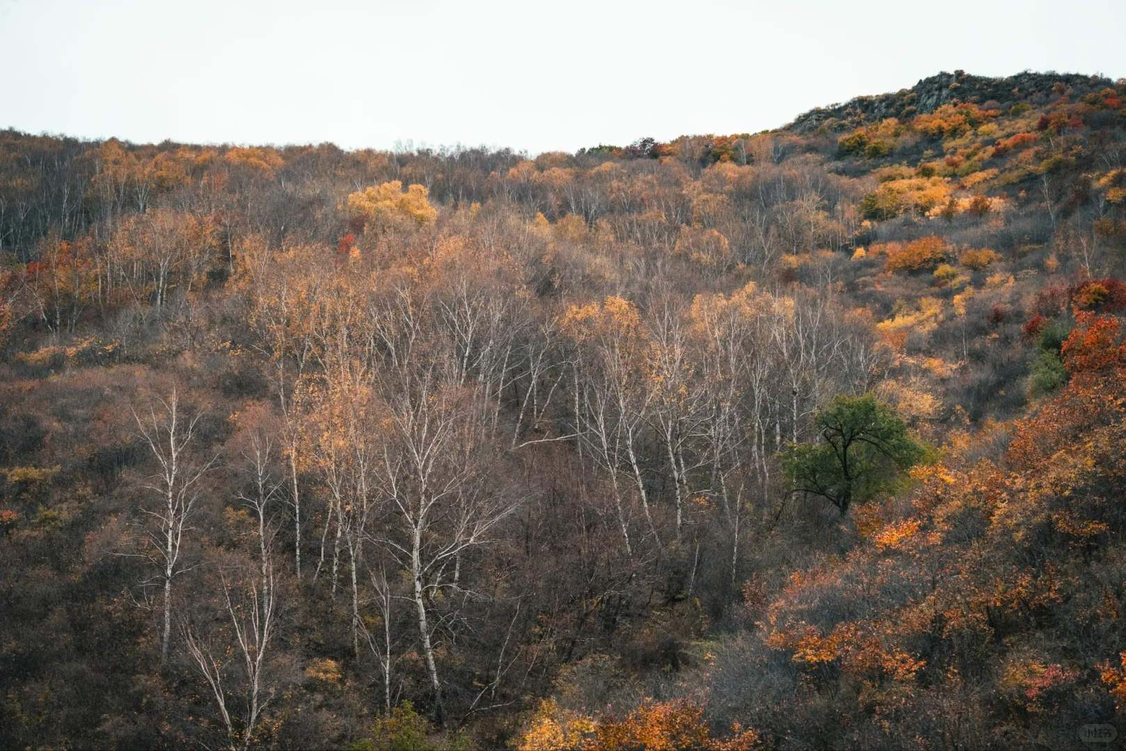 阿尔山平替!张家口这水库秋景美到窒息