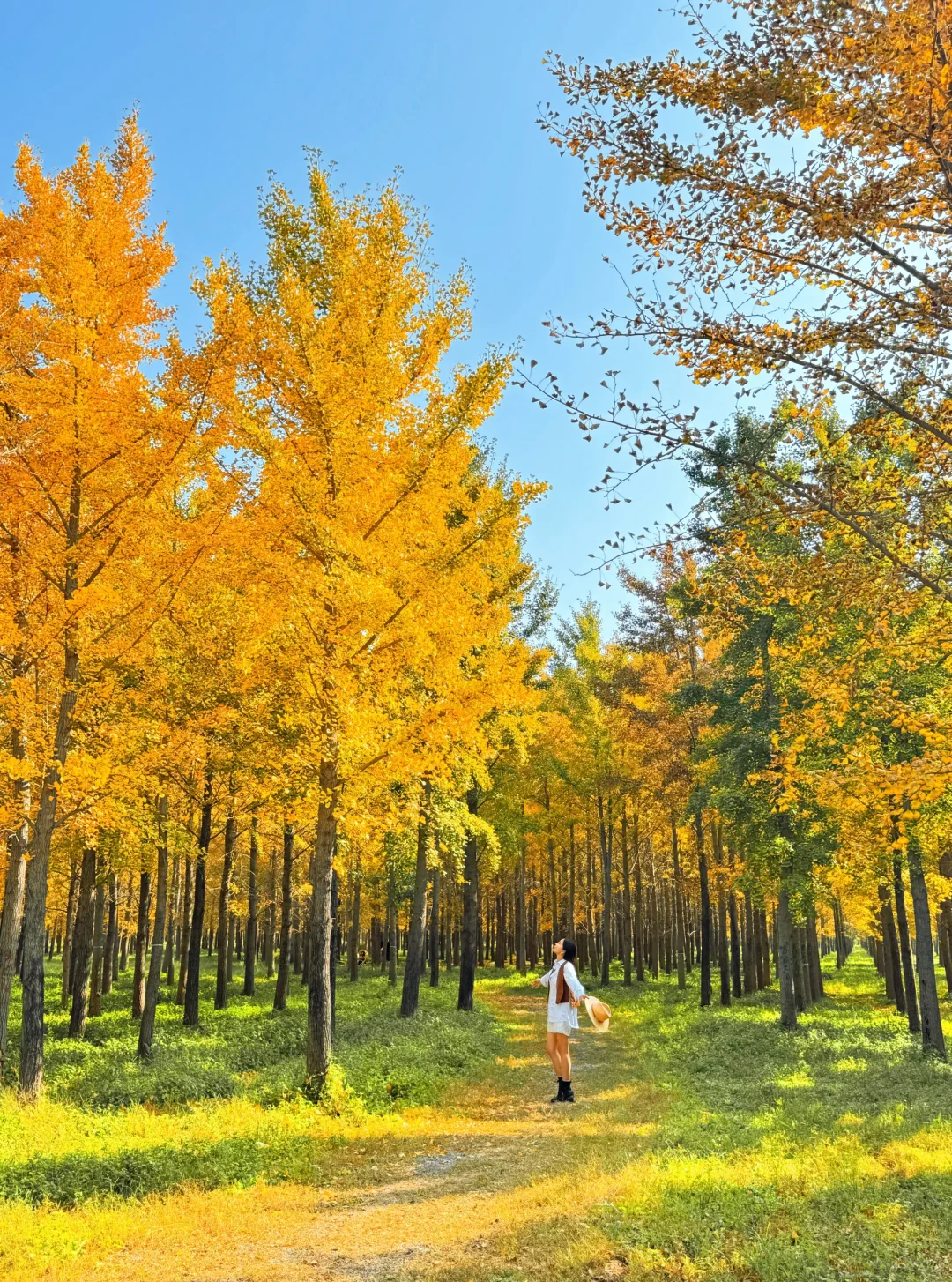 9.25实况❗️北京40分钟直达超美银杏林，人少！