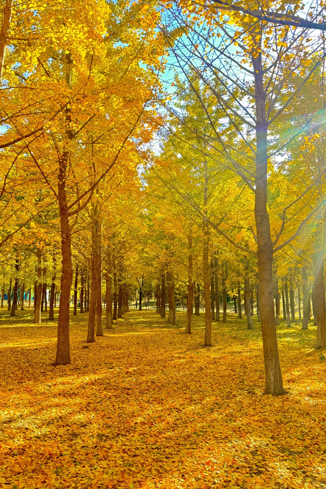 9.25实况❗️北京40分钟直达超美银杏林，人少！