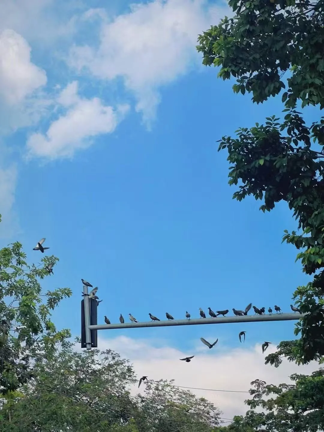 花5天把新加坡必去景点玩遍！（附百元羊毛