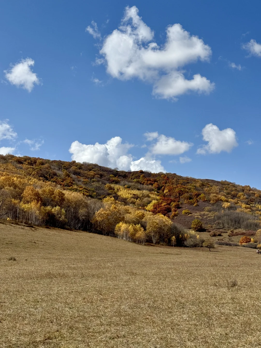 内蒙自驾实时分享|乌兰布统2025年最新攻略