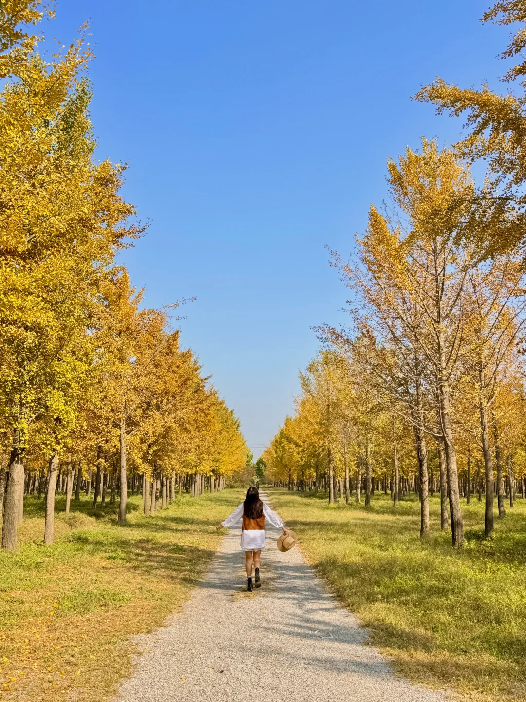 9.25实况❗️北京40分钟直达超美银杏林，人少！