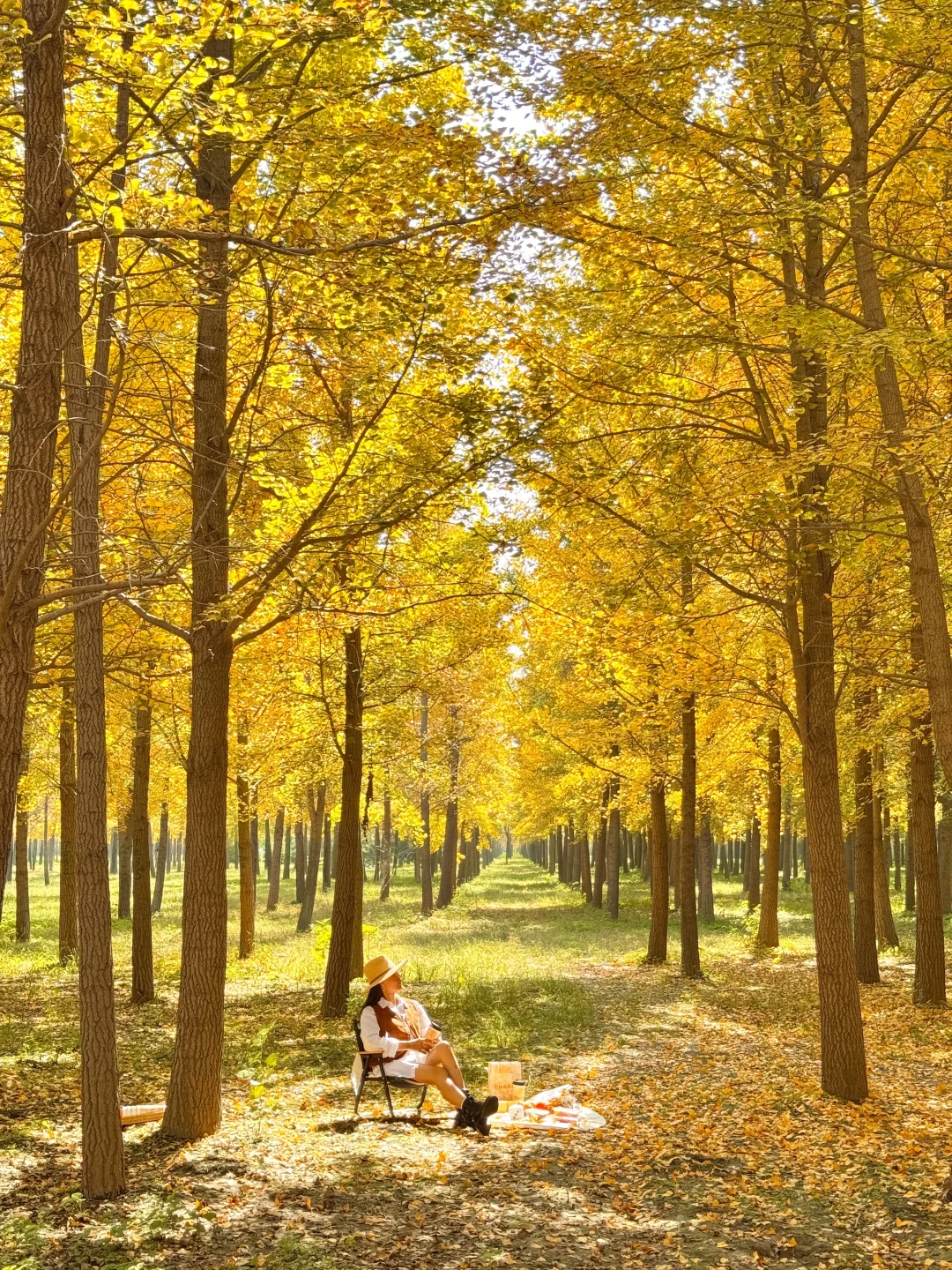 9.25实况❗️北京40分钟直达超美银杏林，人少！