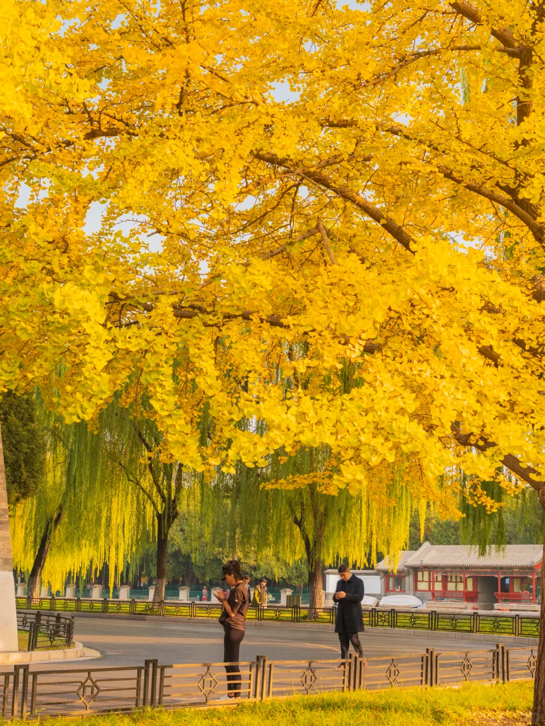 迄今为止❗️我最爱的北京赏秋citywalk 路线