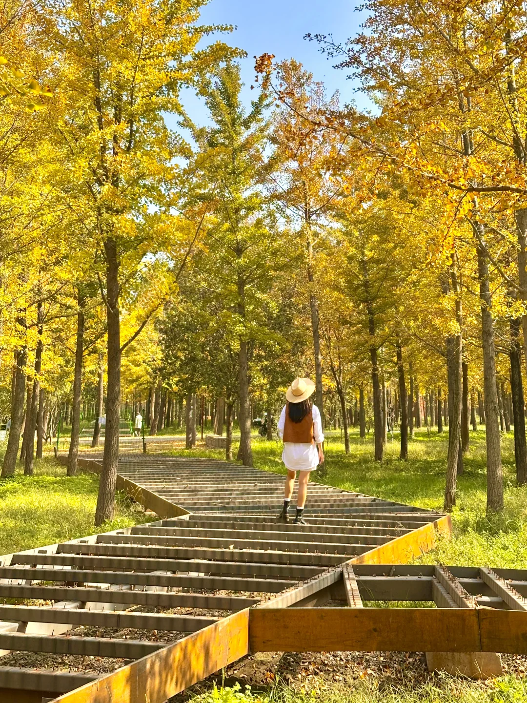 9.25实况❗️北京40分钟直达超美银杏林，人少！