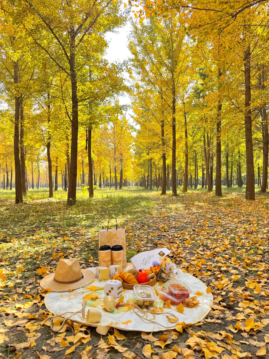 9.25实况❗️北京40分钟直达超美银杏林，人少！