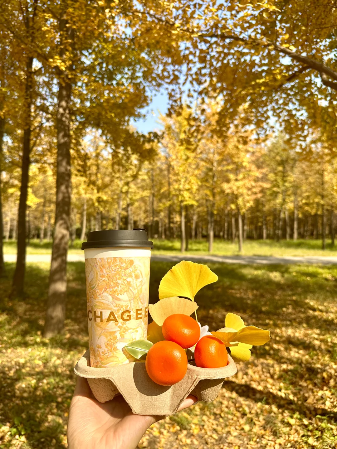 9.25实况❗️北京40分钟直达超美银杏林，人少！