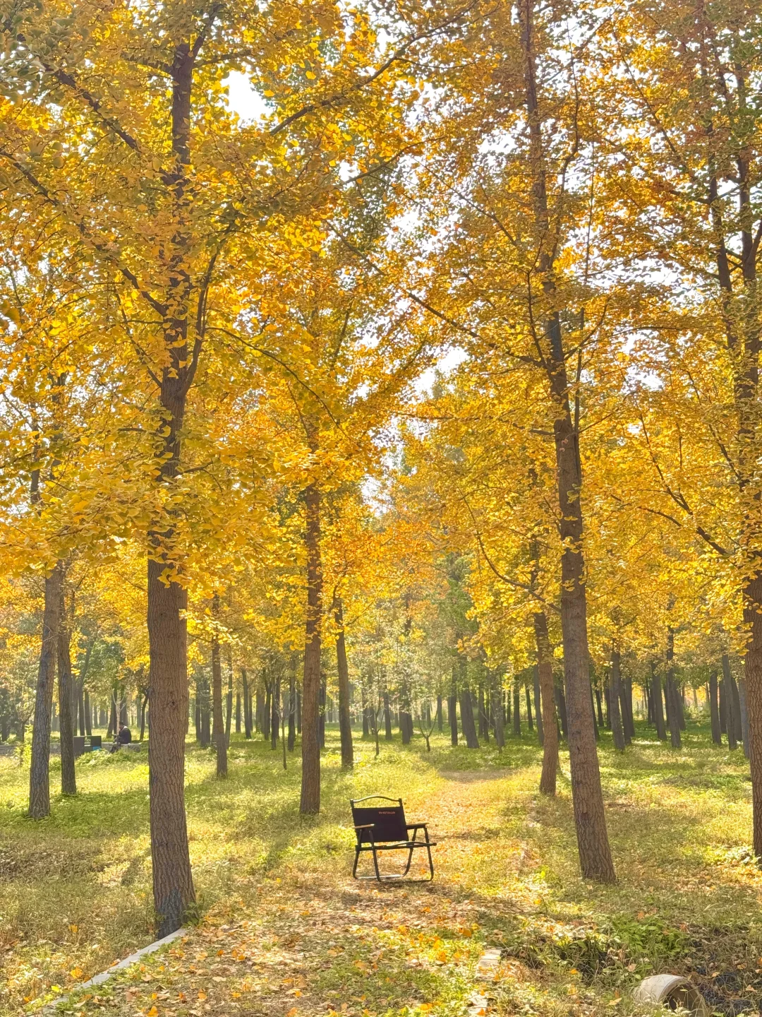 9.25实况❗️北京40分钟直达超美银杏林，人少！