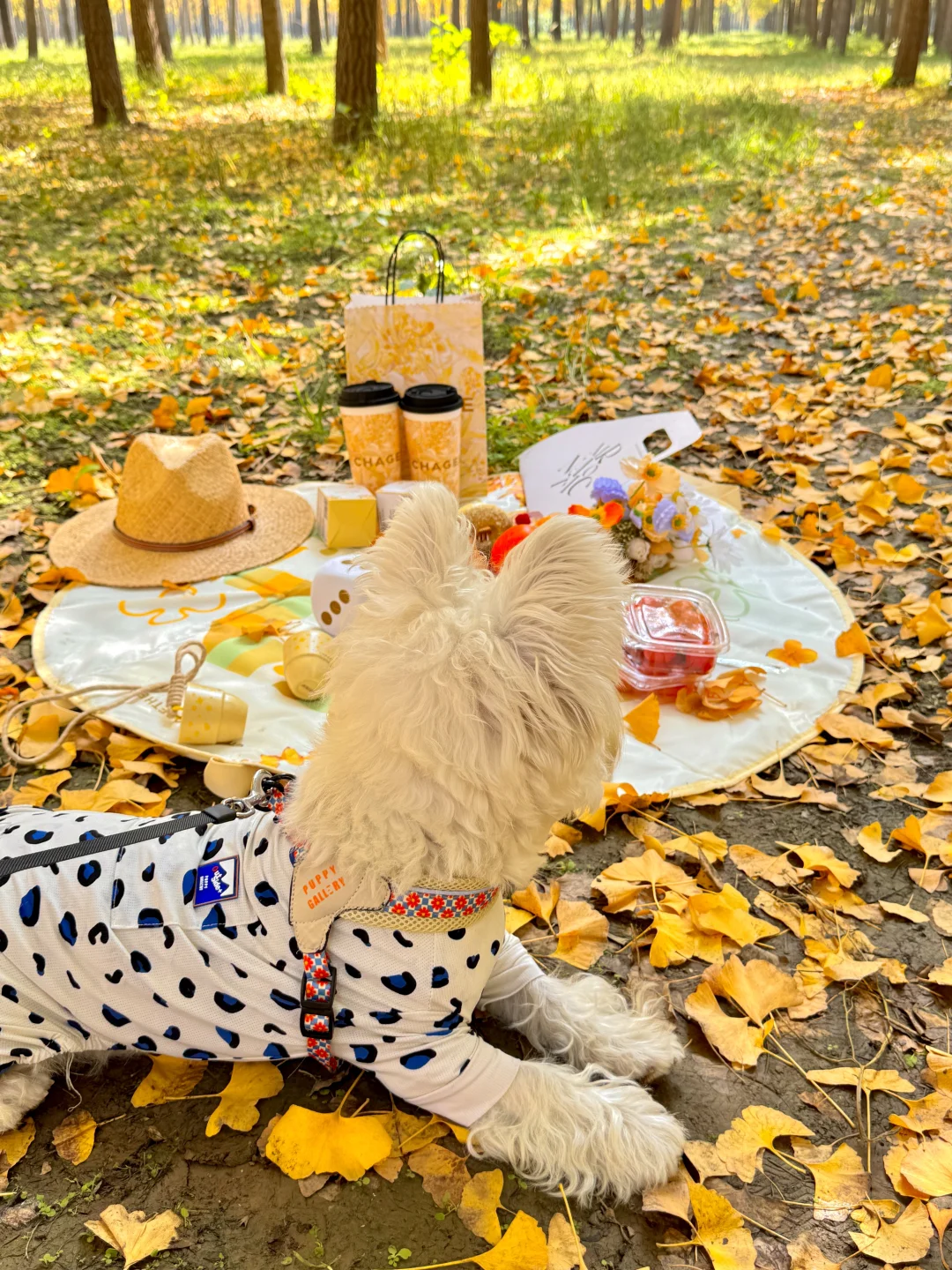 9.25实况❗️北京40分钟直达超美银杏林，人少！
