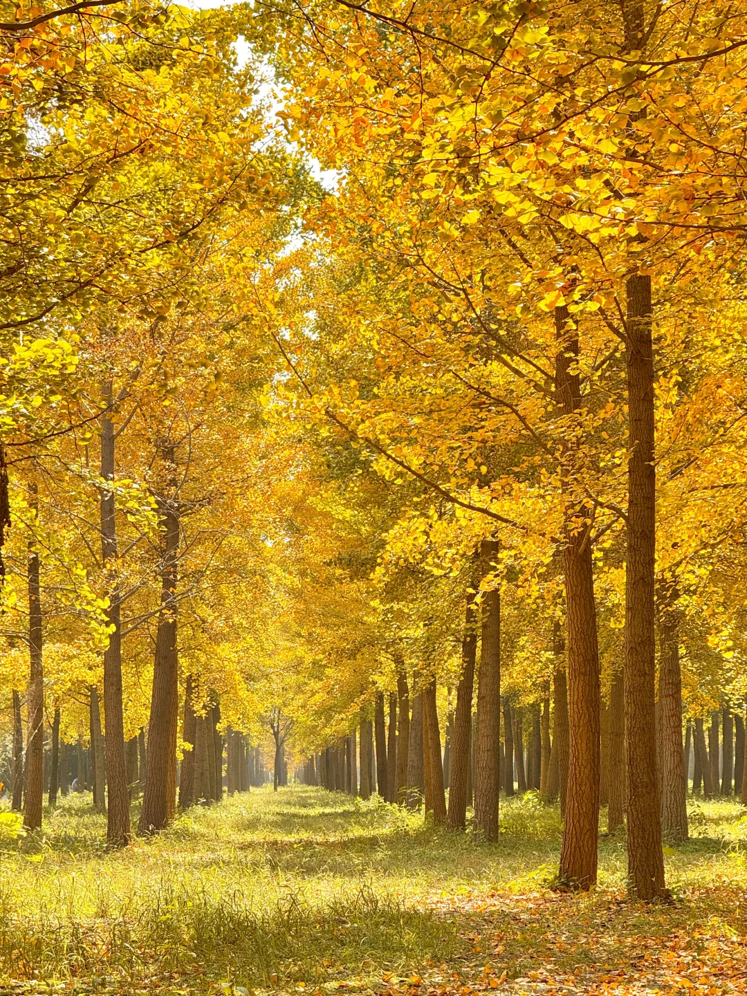 9.25实况❗️北京40分钟直达超美银杏林，人少！