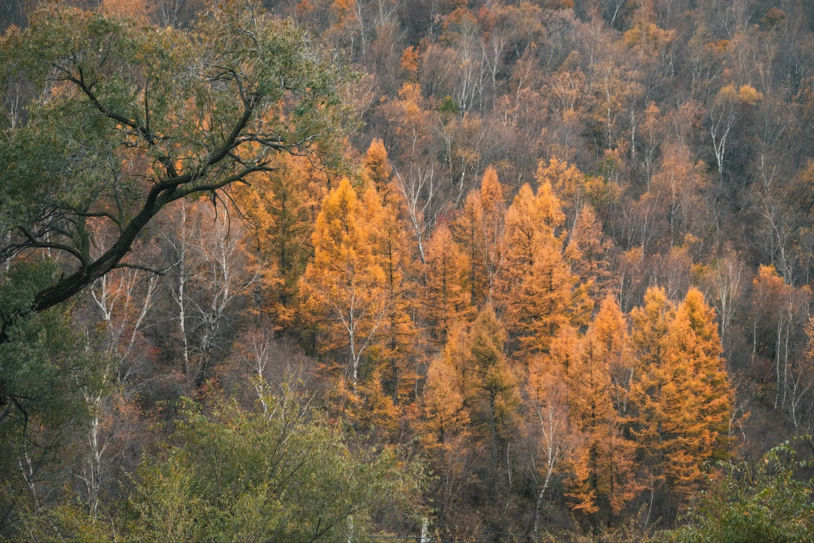 阿尔山平替!张家口这水库秋景美到窒息