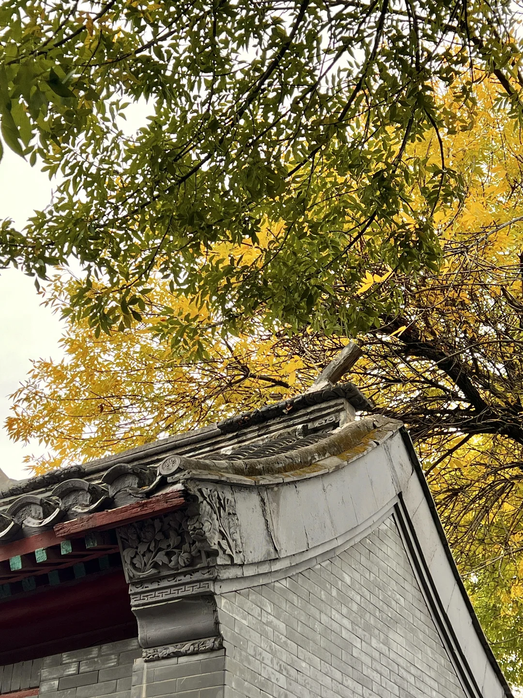 10.17实况|报‼️北锣鼓巷已经美疯了