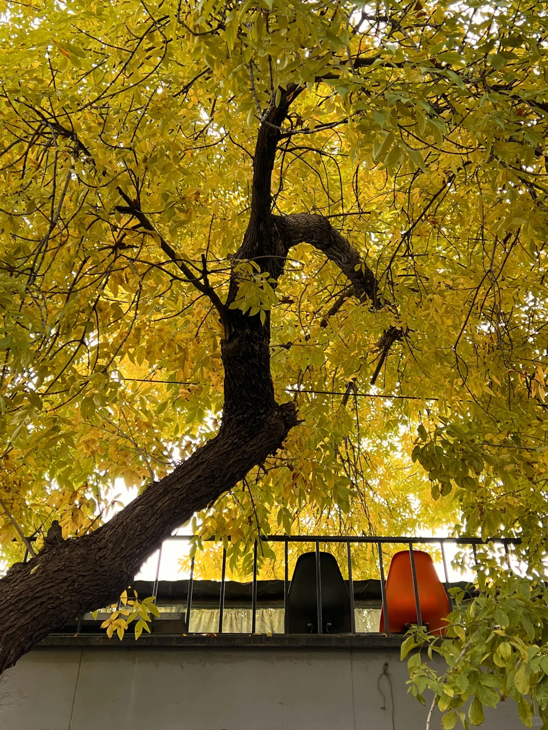 10.17实况|报‼️北锣鼓巷已经美疯了