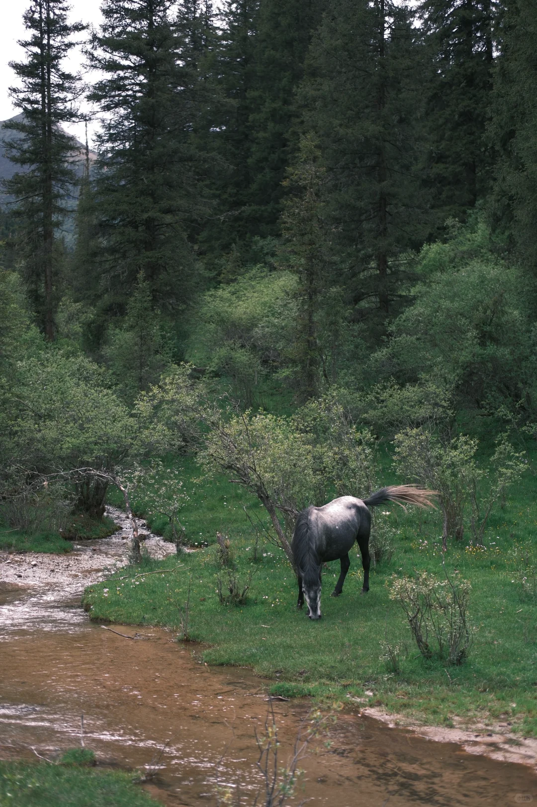 松潘｜进来吸氧💚💚💚