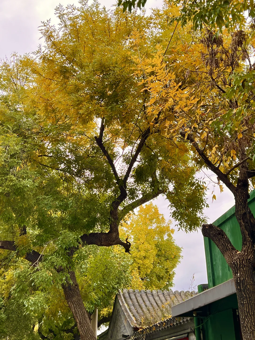 10.17实况|报‼️北锣鼓巷已经美疯了