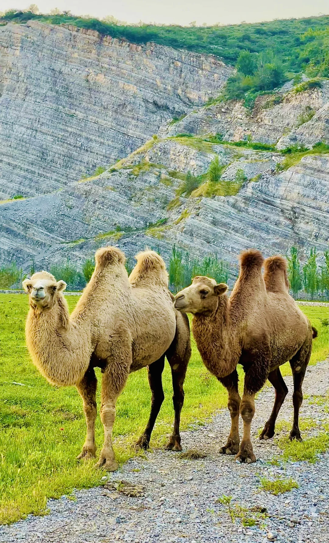 北京1h🚗的“日照金山”太美了❗️人少景美快冲