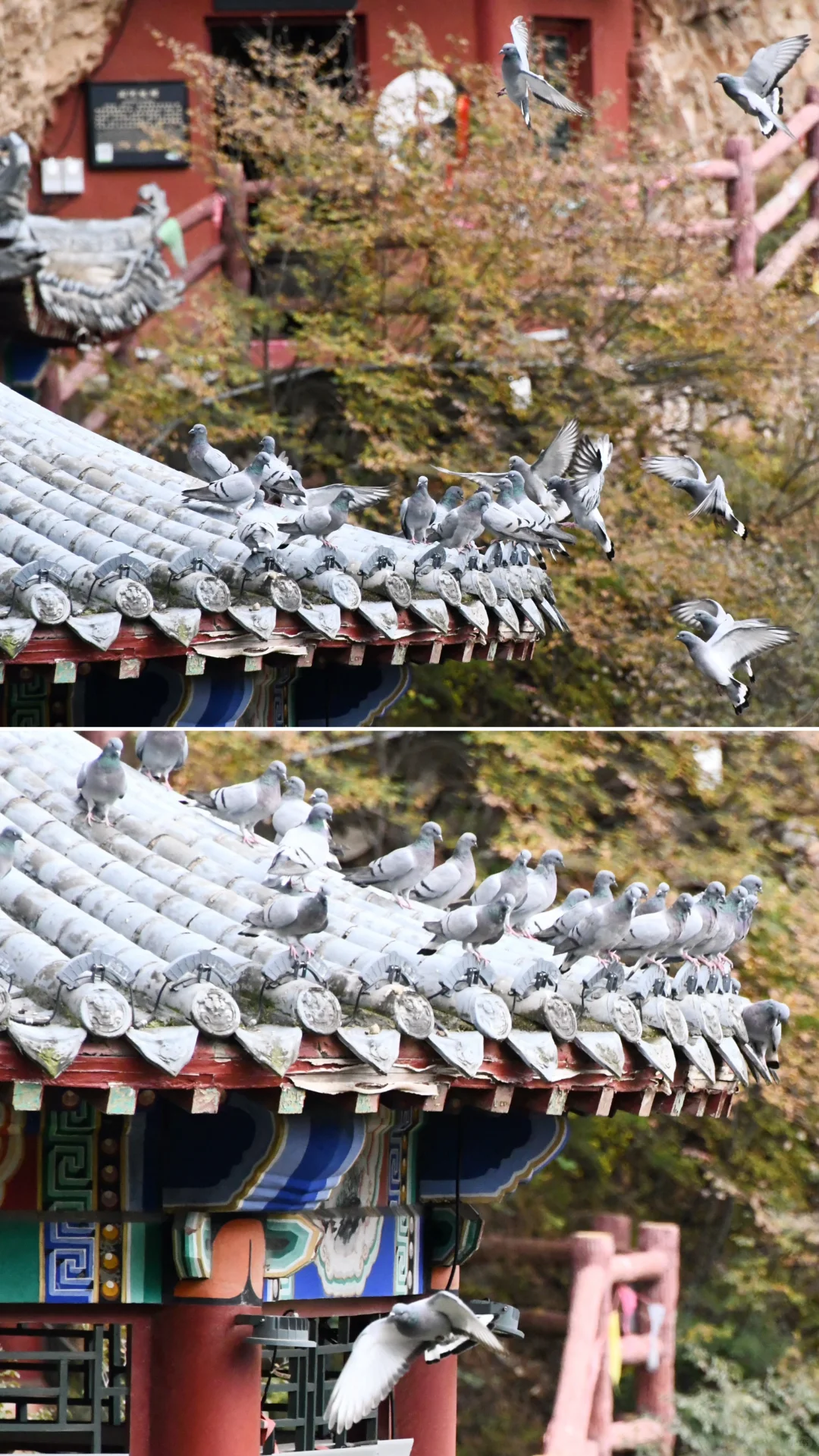 一面崖壁竟挂着28座庙❓北京3h，那很local了