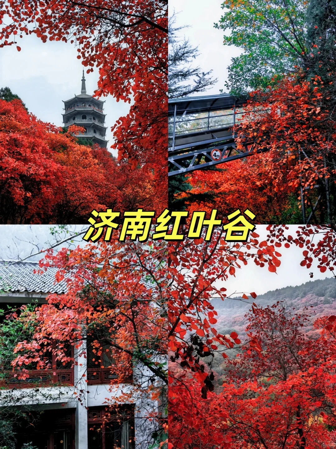 10月山东刚回！这篇把坑踩完+秋景封神