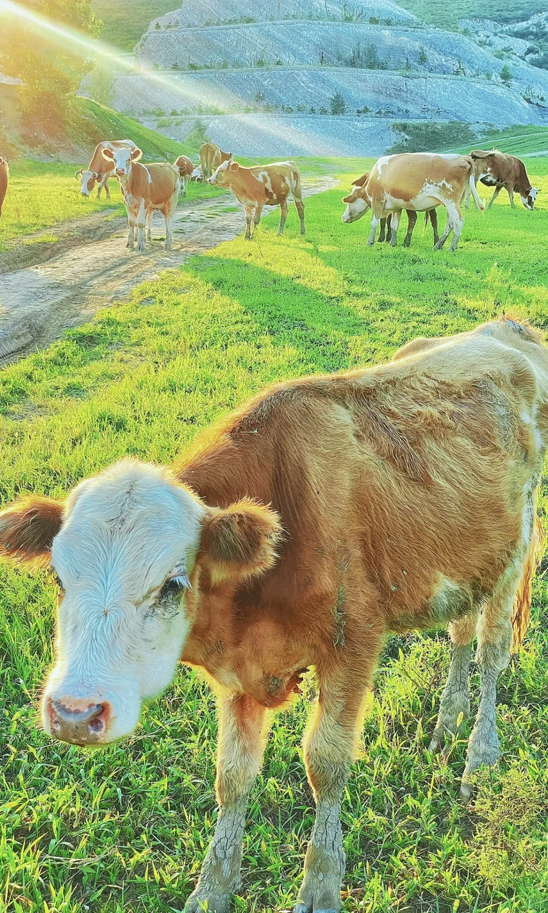 北京1h🚗的“日照金山”太美了❗️人少景美快冲
