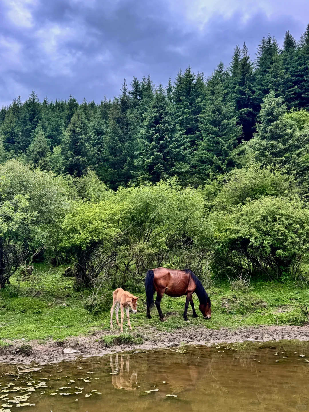 松潘｜进来吸氧💚💚💚