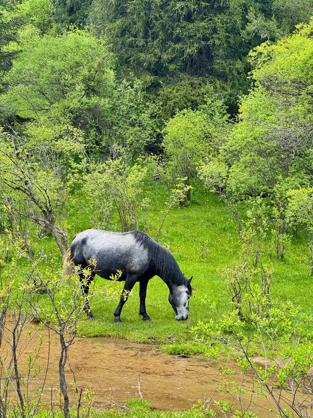 松潘｜进来吸氧💚💚💚