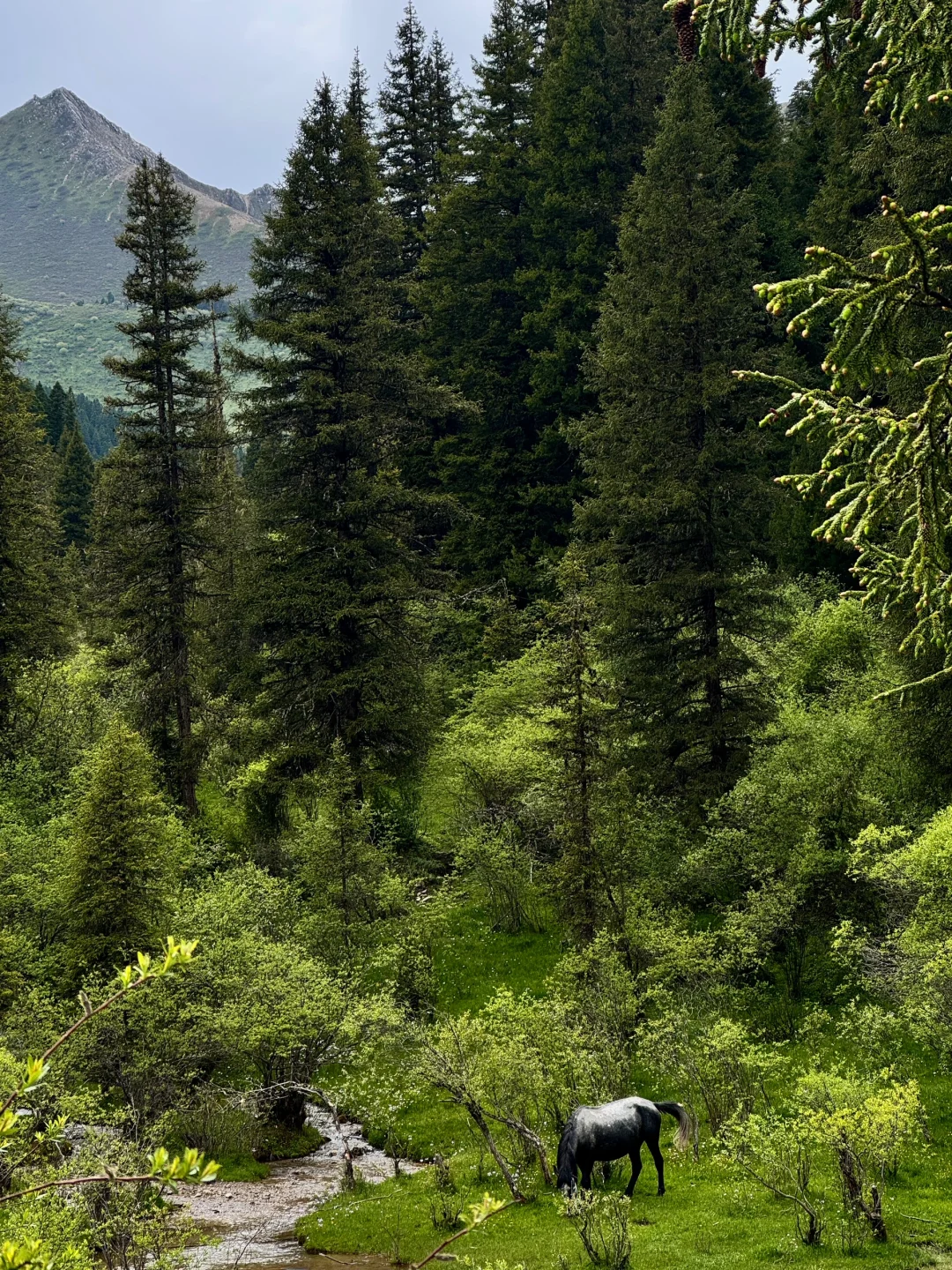 松潘｜进来吸氧💚💚💚