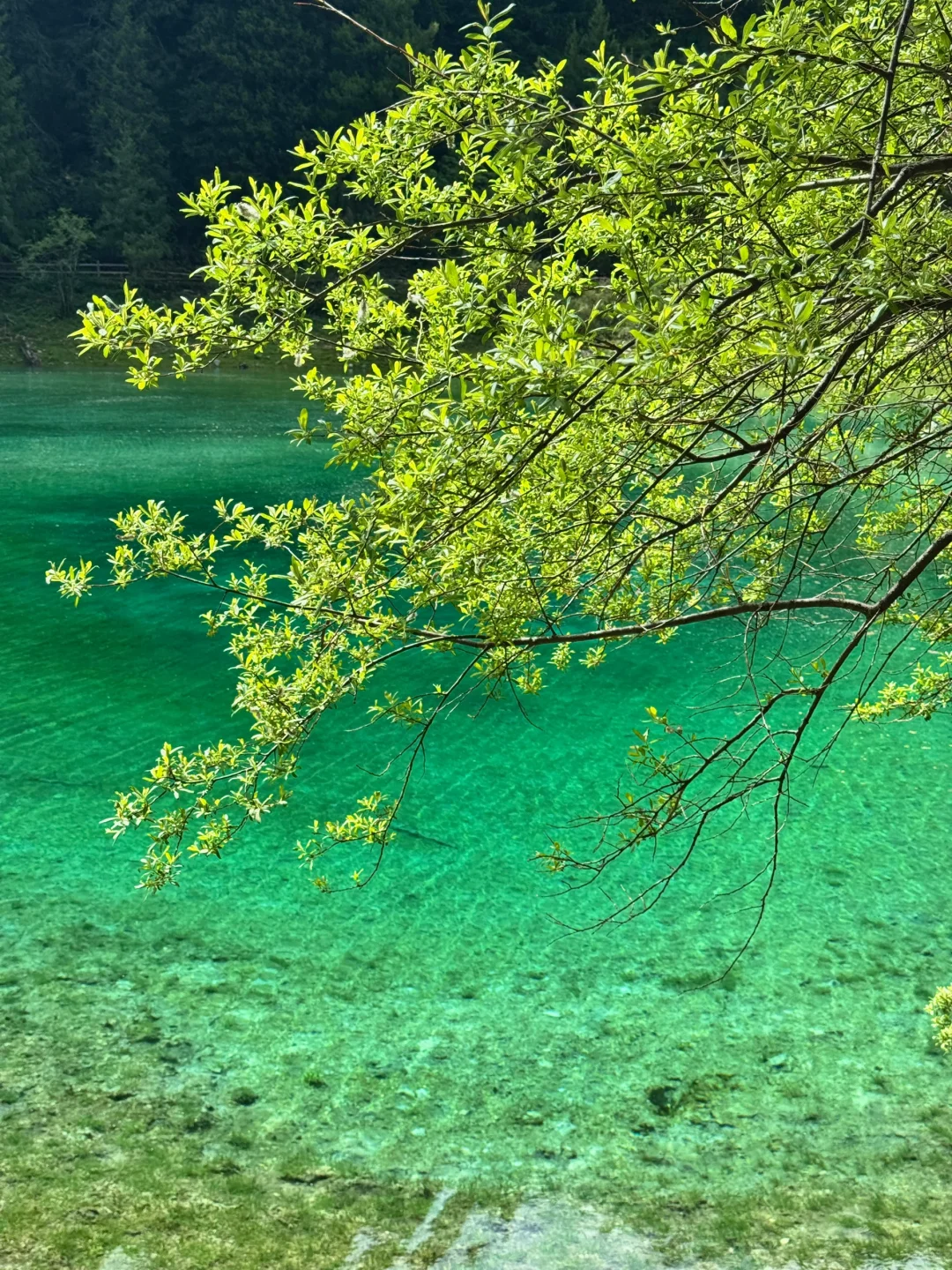 松潘｜进来吸氧💚💚💚