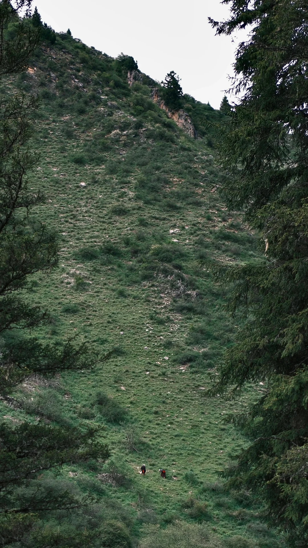 松潘｜进来吸氧💚💚💚