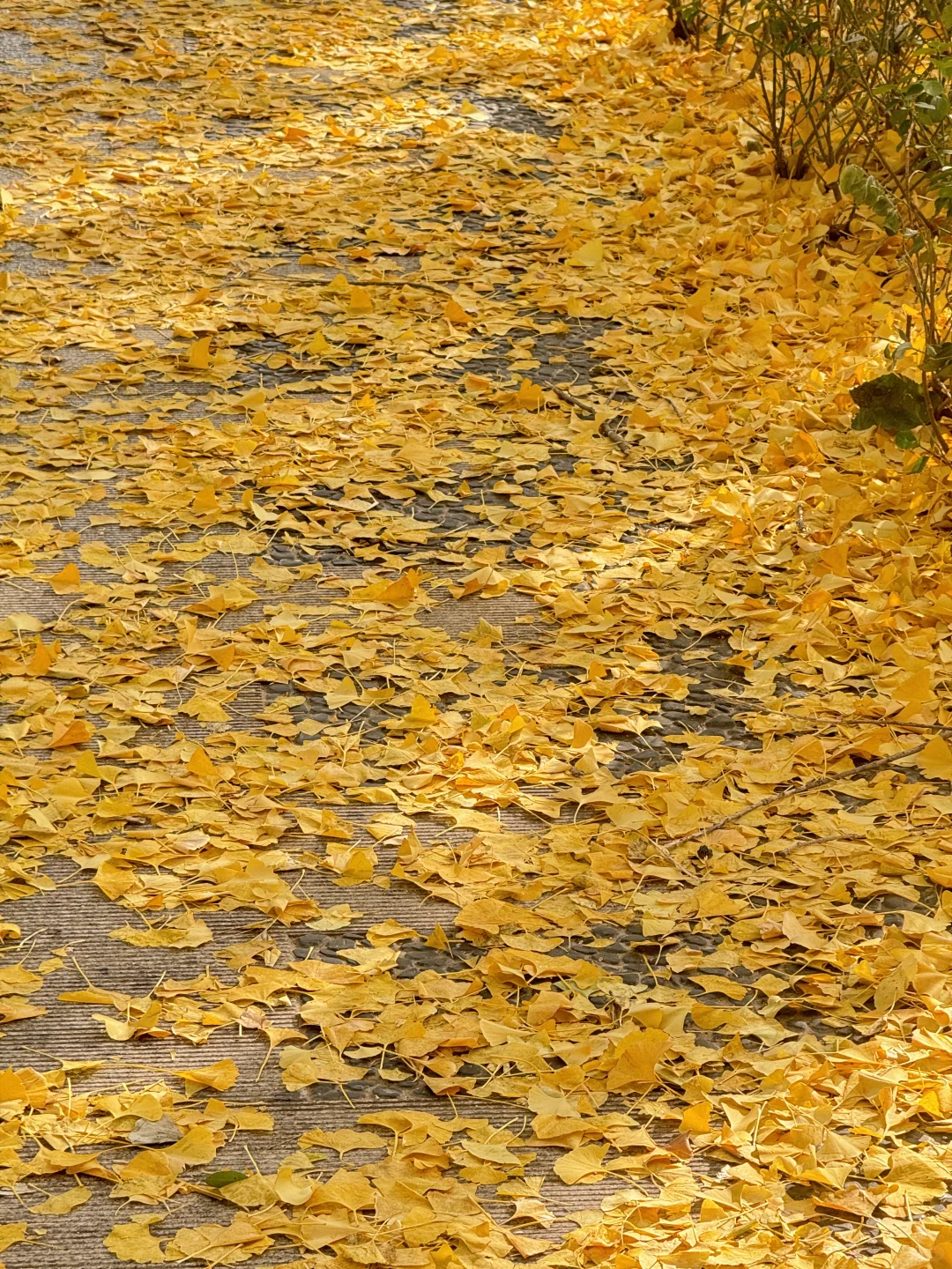 北平秋天无平替….🍂🍂