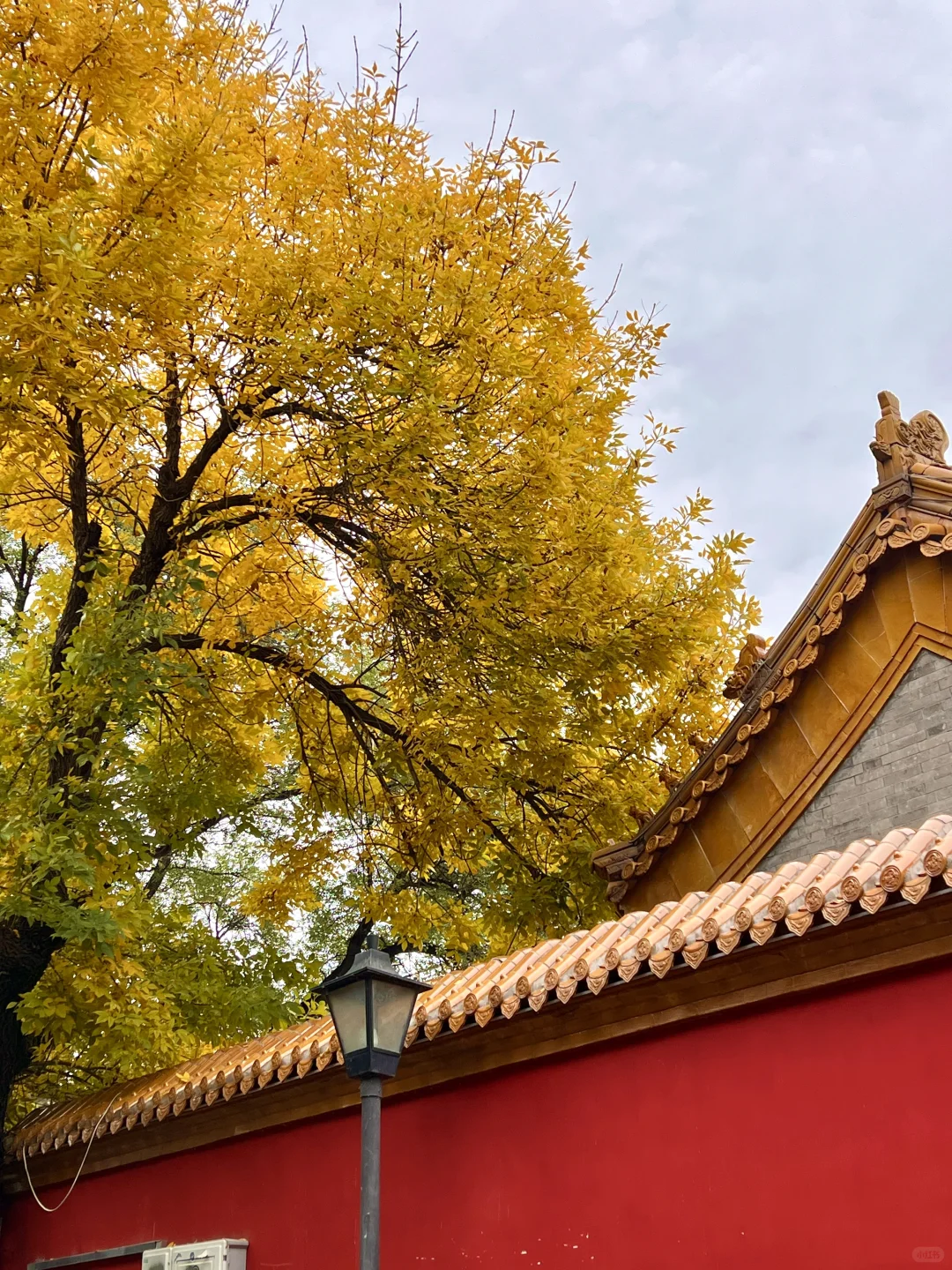 10.17实况|报‼️北锣鼓巷已经美疯了